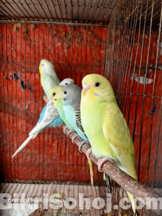 বাজরিগর পাখি